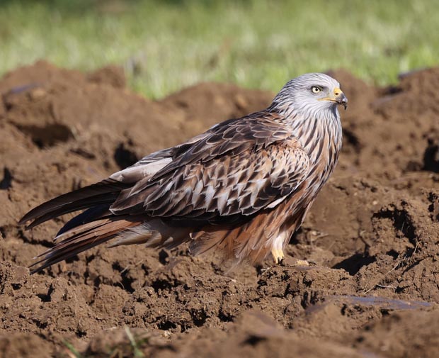 Foto: © Markus Schuhmacher