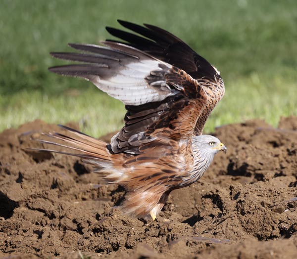 Foto: © Markus Schuhmacher