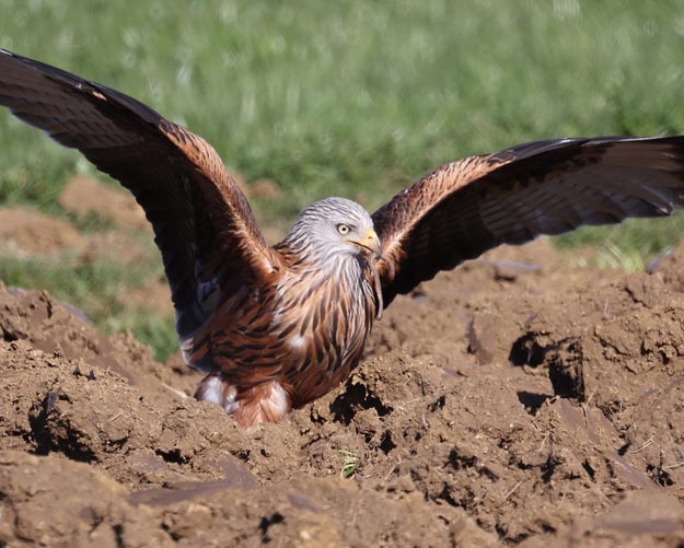 Foto: © Markus Schuhmacher