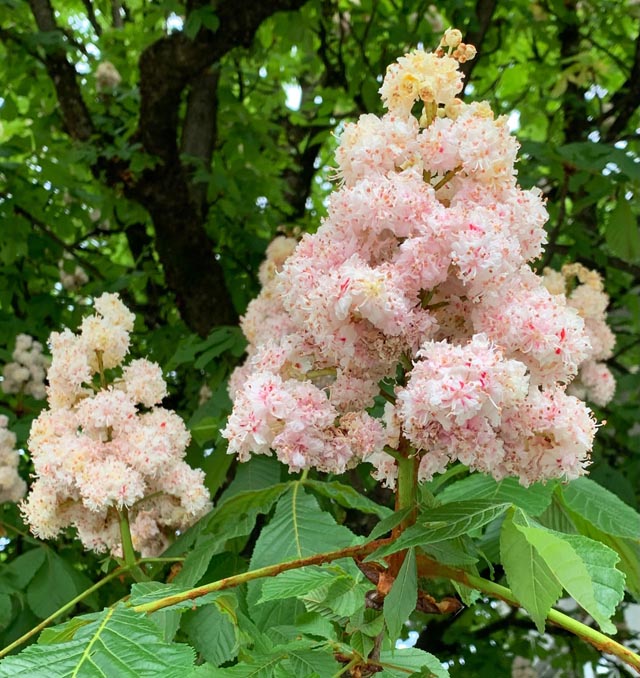 Beobachtet: Wunderschön blühende Rosskastanie. Gesehen in Frick. 