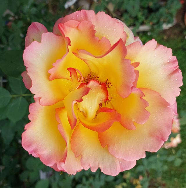 Die Schönheit der «Gloria Dei-Rose». Gesehen in Frick. 