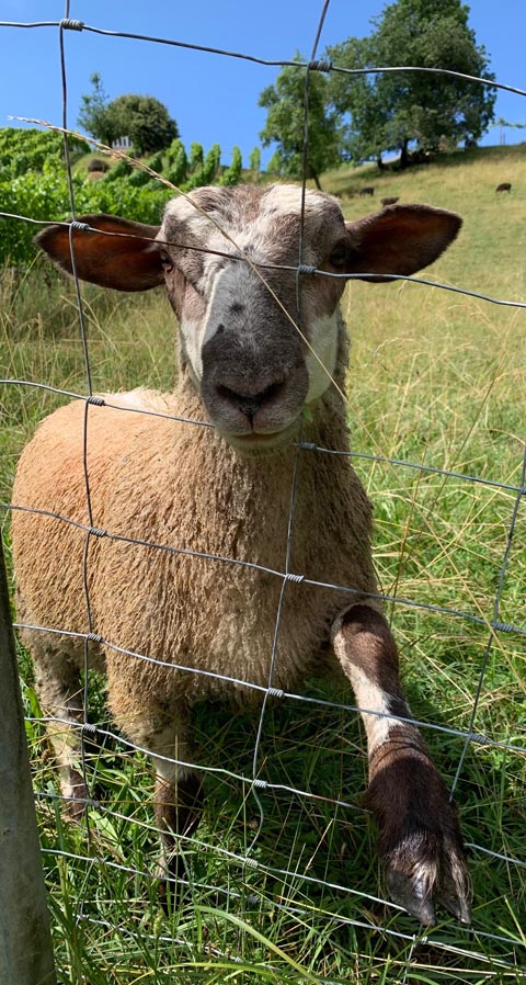 Foto: Margrit Freudemann, Kaisten