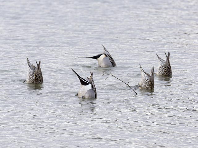 Tauchende Spiessenten auf dem Klingnauer Stausee. Foto: © Eric Soder