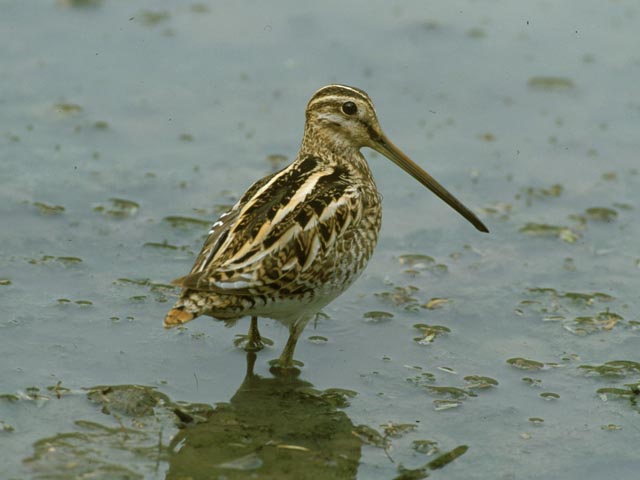 Bekassine auf Klingnauer Stausee. Foto: © Thomas Marent