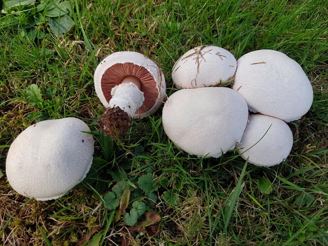 Der essbare Wiesenchampignon. Foto: zVg/Benno Zimmermann