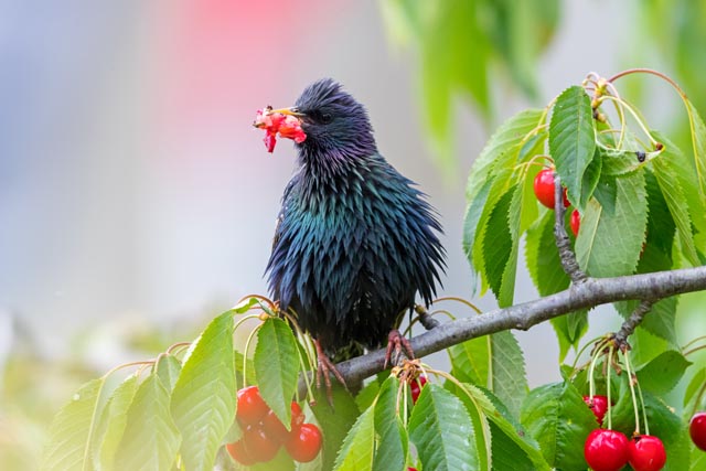Reife Früchte stehen im Sommer auf dem Speiseplan einiger Vogelarten, wie etwa beim Star. Foto: © Mathias Schäf