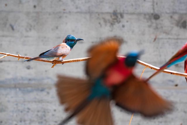 Aktuell sind bei zwei insektenfressenden Arten Jungtiere zu beobachten: bei den Scharlachspinten (Merops nubicus... Foto: Zoo Basel