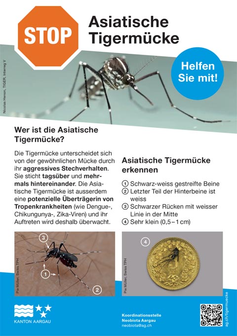 images/stories/Redaktion/2025/09/2537/25_37_Tigermuecke.jpg#joomlaImage://local-images/stories/Redaktion/2025/09/2537/25_37_Tigermuecke.jpg?width=480&amp;height=681