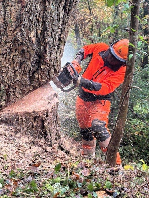 So wird eine Douglasie sicher und fachgerecht gefällt.