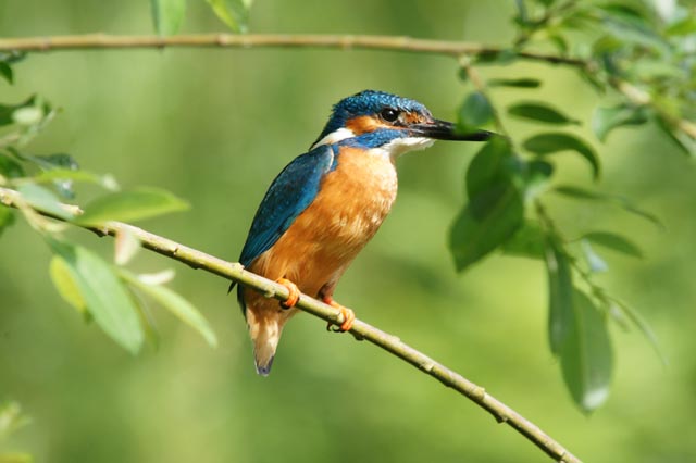 Beim Eisvogel haben Männchen und Weibchen die gleiche schillernde Färbung. Sie unterscheiden sich durch den Schnabel, dessen Unterseite beim Weibchen orange ist. Foto: Urs Wullschleger 