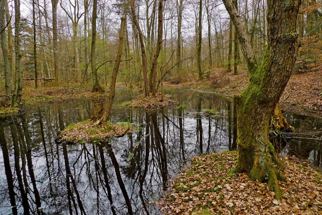 Die Fundstelle im Bärenfelser Moor ist geprägt von mehreren mit Wasser gefüllten Dolinen. Solche Orte waren bei den Kelten häufig Naturheiligtümer, in denen sie Weihegaben niederlegten. Foto: Archäologie Baselland