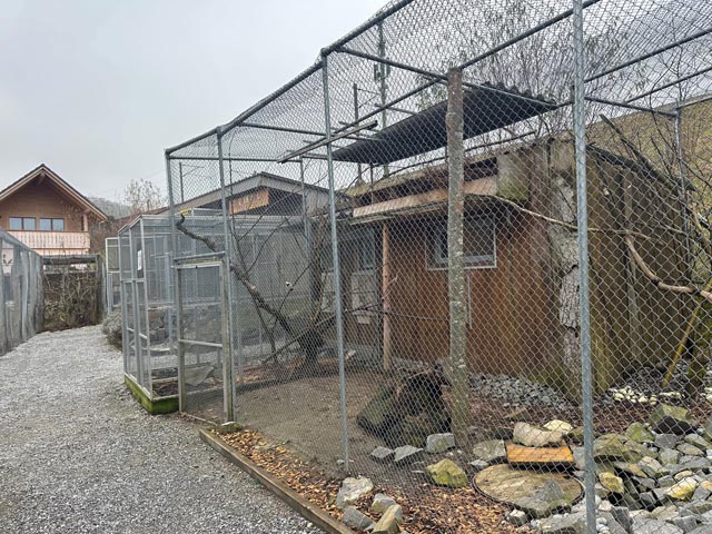 Hier entsteht die Voliere für handicapierte Vögel, die bestehende muss abgebrochen werden. Foto: Sonja Fasler