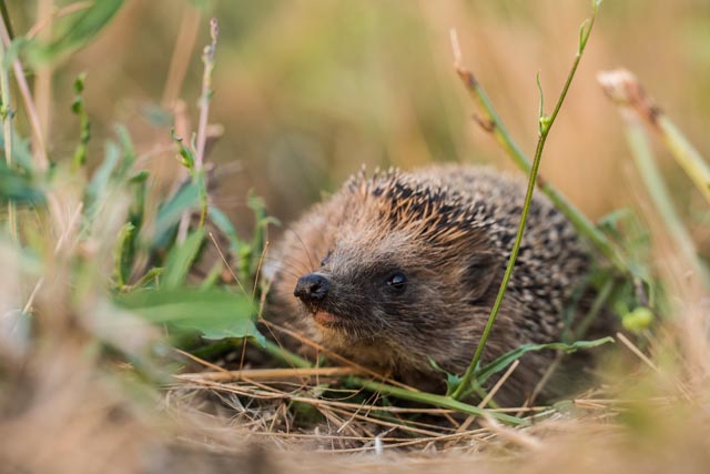 Pro Natura wählt den Igel (Braunbrustigel, Erinaceus europaeus) zum Tier des Jahres 2026. Er soll Private und Gemeinden dazu «anstacheln», Gärten und Grünräume igel- und naturfreundlich zu gestalten. Foto: Wolfgang Hock