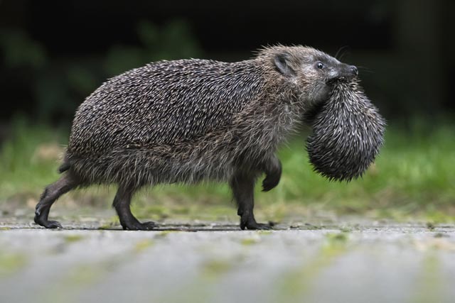 Eine Igelmutter transportiert ihr Jungtier in ein neues Versteck. Wahrscheinlich wurde sie am alten Ort gestört. Foto: Biosphoto/Ronald Stiefelhagen