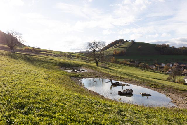 Neuangelegte Weiher locken verschiedene Tiere an. Foto: © apiaster GmbH