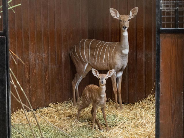 Nachwuchs bei den Kudus: Am 16. Januar wurde Xolani geboren. Fotos: Zoo Basel
