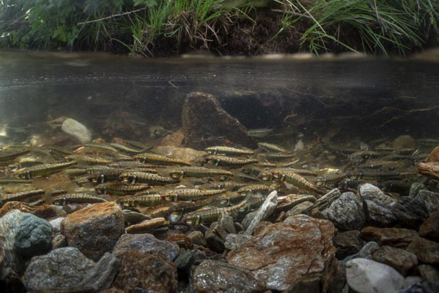 Die Elritze ist Fisch des Jahres. Foto Jonas Steiner