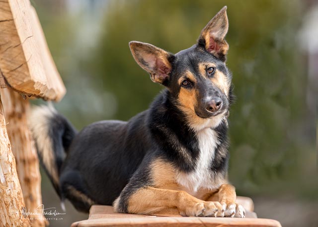 Die Fasnacht ist für Hunde ein Graus. Foto: TBB/zVg