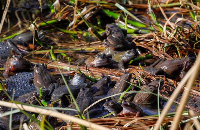 Grasfrösche bei der Paarung in einem Weier im Gurtental bei Köniz. Foto: © Matthias Sorg 