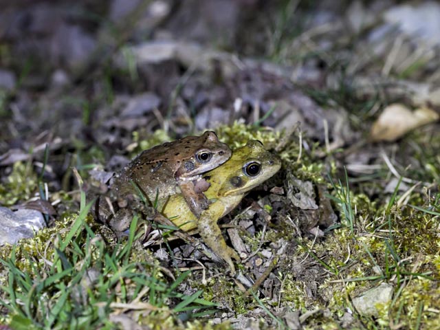Zwei Grasfrösche auf dem Weg zum Laichgewässer. Foto: © Matthias Sorg