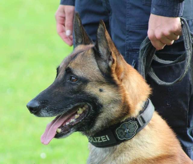 Eine feine Nase hatte der Polizeihund Enox.