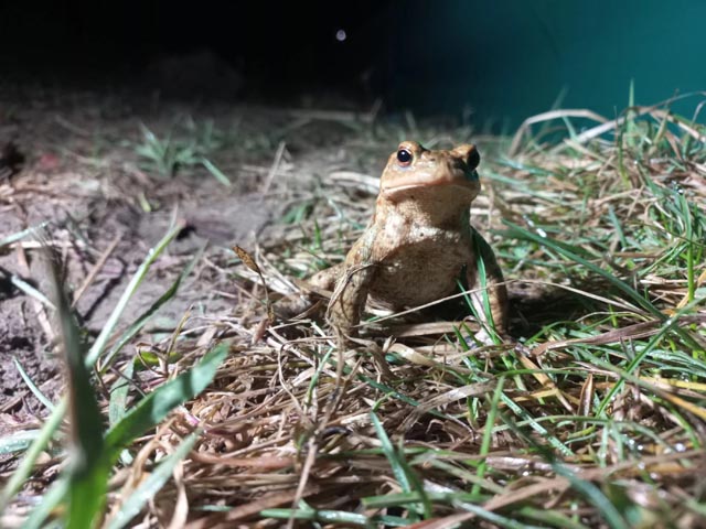 Auf ihrer Wanderung ist die grösste Gefahr für Amphibien der Strassenverkehr. Foto: sust