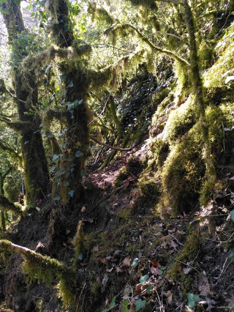 Das Beil steckte in einer Felstasche am sehr steilen Hang unterhalb von Schloss Biederthal. Foto: Archäologie Baselland. 