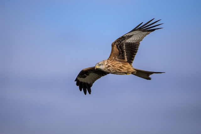 Insbesondere junge Rotmilane übernachten gerne an Schlafplätzen. Foto: © Marcel Burkhardt