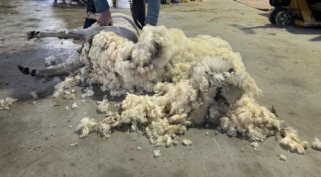 Pro Tier fallen bis zu sechs Kilogramm Wolle an. Foto: Sonja Fasler