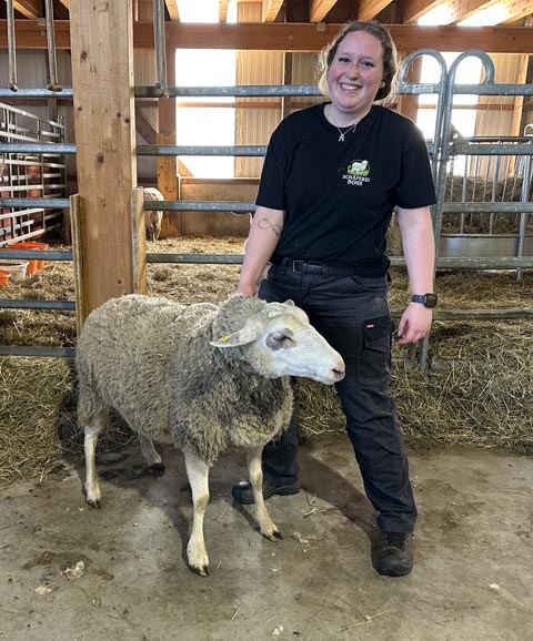 Diana Birri führt eines der Schafe zur Schur. Foto: Sonja Fasler
