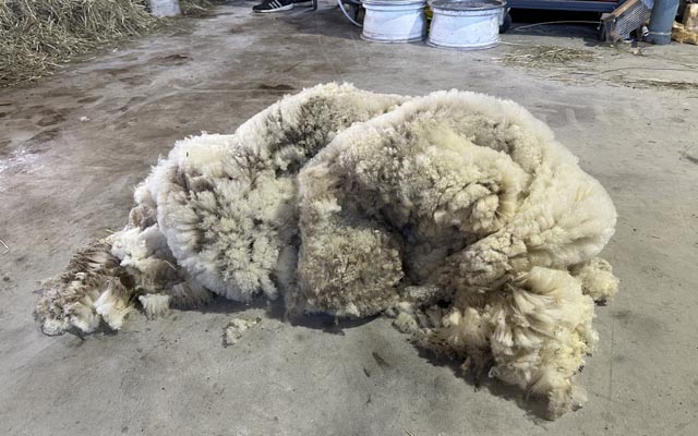 Wolle von einem Schaf, bereit zur Weiterverarbeitung. Foto: Sonja Fasler 