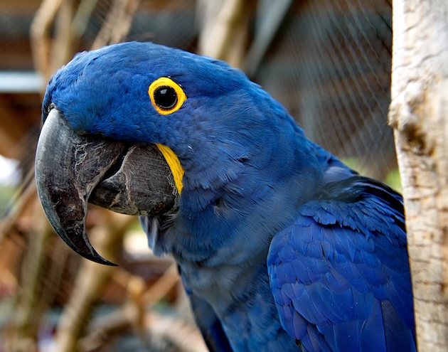 Die farbenprächtrigen Ambigua-Bewohner warten auf ihre Gäste. Fotos: Sonja Fasler