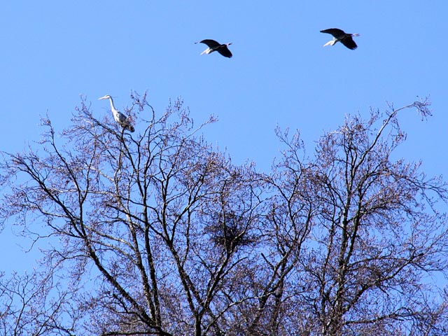olonie der Ueker Graureiher. Foto: zVg