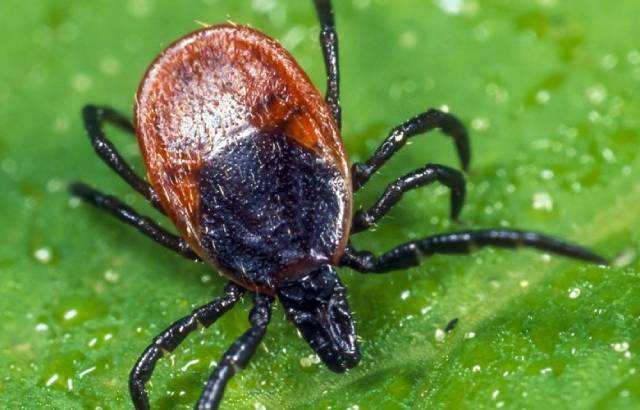 Die Zeckenzeit hat wieder begonnen. Foto: suva 