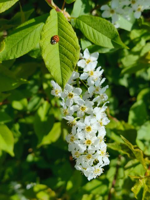 Foto: Olivia Di Marco