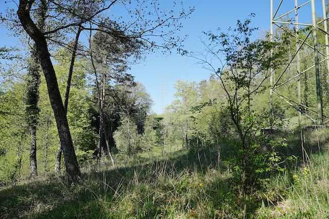 Blick Richtung Westen. Beim Eingriff vor vier Jahren wurden ökologisch besonders wertvolle Sträucher und Bäume stehen gelassen und bilden so zusammen mit der aufkommenden krautigen Vegetation eine halboffene, parkähnliche Landschaft. Fotograf: Thomas Zumbrunn, Pro Natura Baselland