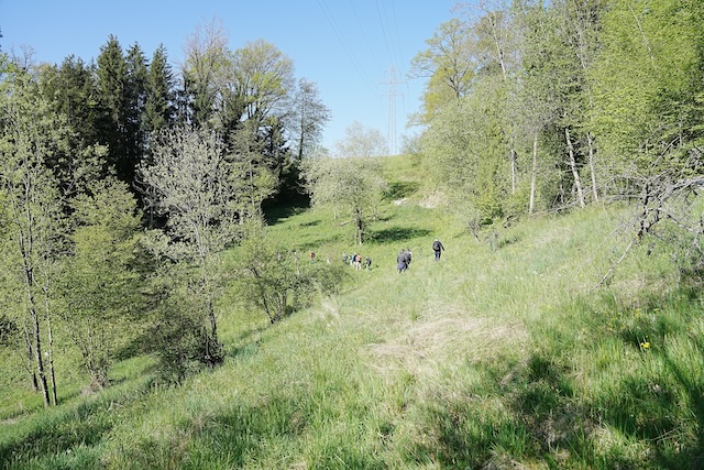 Blick Richtung Westen. Dieser Bereich wurde bis in die 70er Jahre hinein beweidet und könnte auch heute alternativ zur maschinellen Pflege wieder beweidet werden. Fotograf: Thomas Zumbrunn, Pro Natura Baselland
