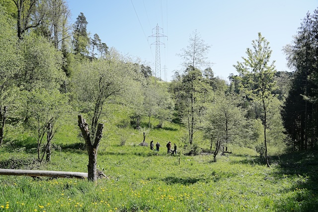 Blick Richtung Westen. Der neu geschaffene strukturreiche Lebensraum enthält auch stehendes und liegendes Totholz. Fotograf: Thomas Zumbrunn, Pro Natura Baselland