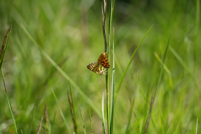 Pantherspanner (Pseudopanthera macularia) sind tagaktive Nachtfalter und hier bei der Paarung zu sehen. Fotograf: Thomas Zumbrunn, Pro Natura Baselland