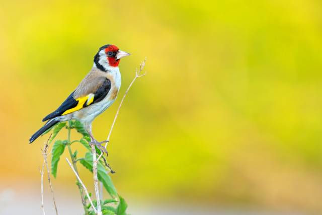 Der fröhliche Gesang des Stieglitzes – er gehört zu den beliebtesten Vögeln in unseren Gärten. Er erinnert uns daran, dass die Natur direkt vor unserem Fenster eine wertvolle Quelle für unser seelisches Wohlbefinden ist. Foto: © Mathias Schäf