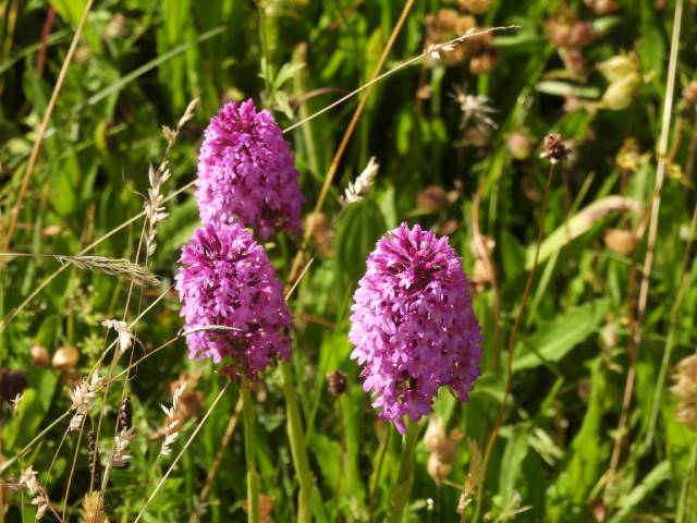 Von Mai bis August ist die Blütezeit Spitzorchis. Foto: Peter Bircher, Wölflinswil
