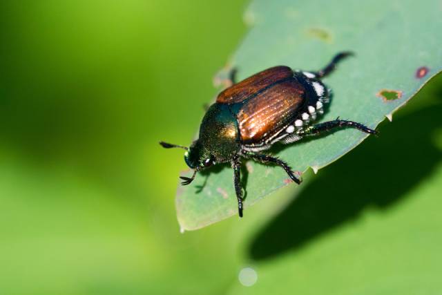 Der Japankäfer verursacht Schäden in Millionenhöhe. Foto: zVg