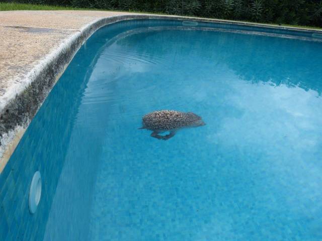 Igel ertrinken regelmässig in Schwimmbädern. Foto: netap