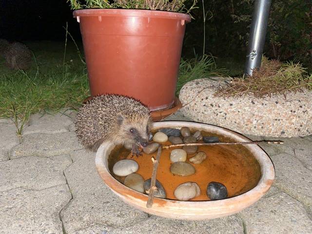 Wasserschalen helfen Kleinsäugern. Foto: netap